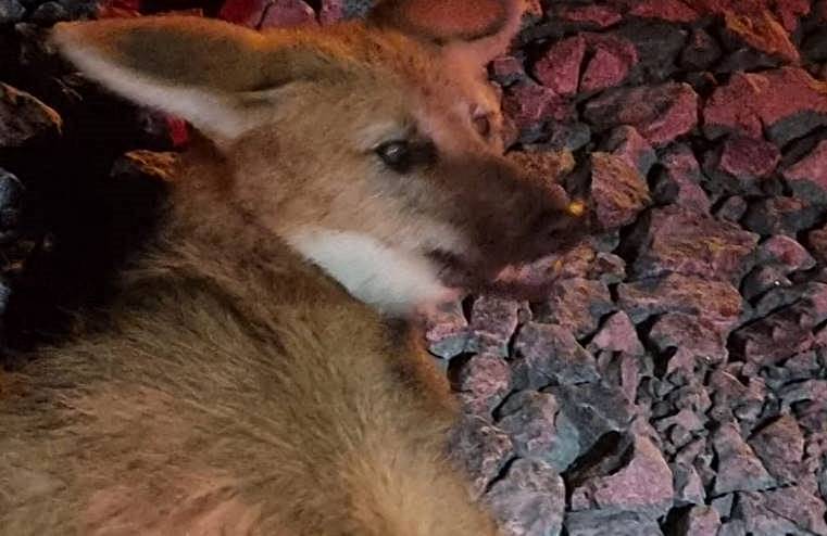 Lobo-guará é resgatado na BR-116 entre Leopoldina e Além Paraíba