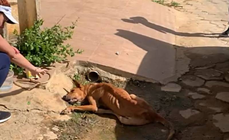 Homem é preso por maus-tratos a cachorro em Miraí