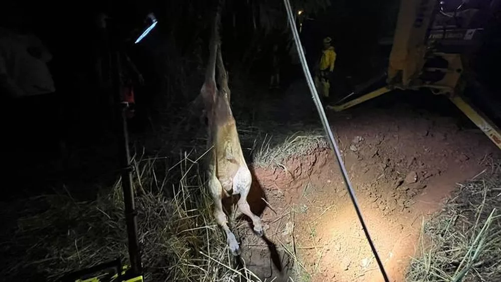 Bezerro é resgatado pelos Bombeiros de buraco de 5m de profundidade