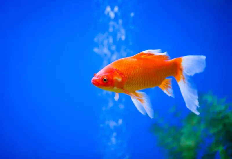 Piscicultores da Zona da Mata realizam exposição de peixes ornamentais