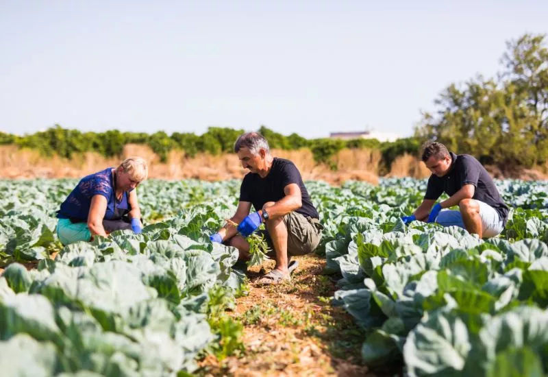 Ubá recebe R$ 1,2 milhão para Programa de Aquisição de Alimentos