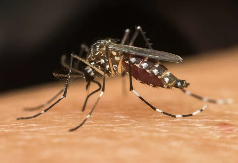 Núcleo de Endemias divulga boletim sobre Dengue, Chikungunya e Zika