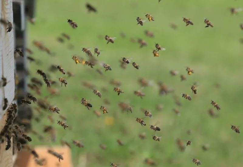 Ataque de abelhas deixa dois mortos em Guarará