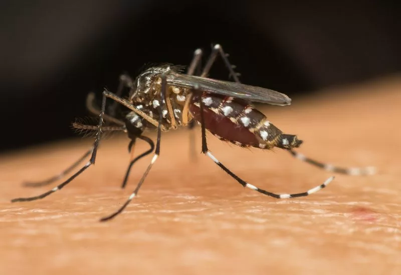 Cataguases tem 208 casos de dengue e 5 de Chikungunya