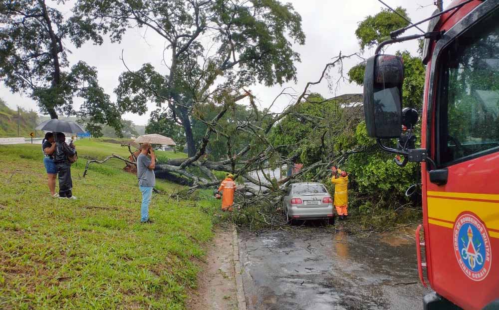 Árvore cai sobre carro na BR-116, em Muriaé