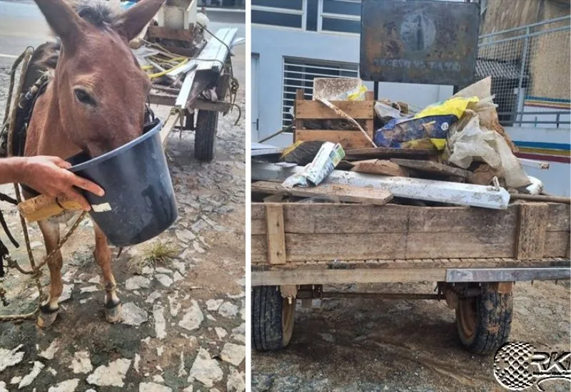 Em Piraúba homem vai responder na justiça por maus tratos a burro