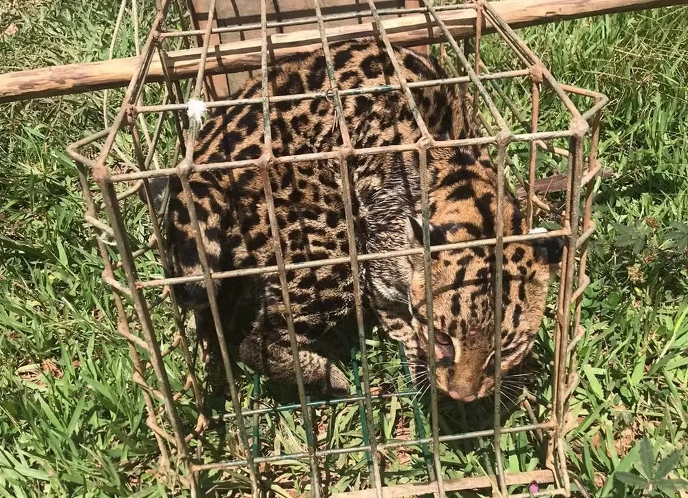 Jaguatirica é capturada dentro de galinheiro em Viçosa