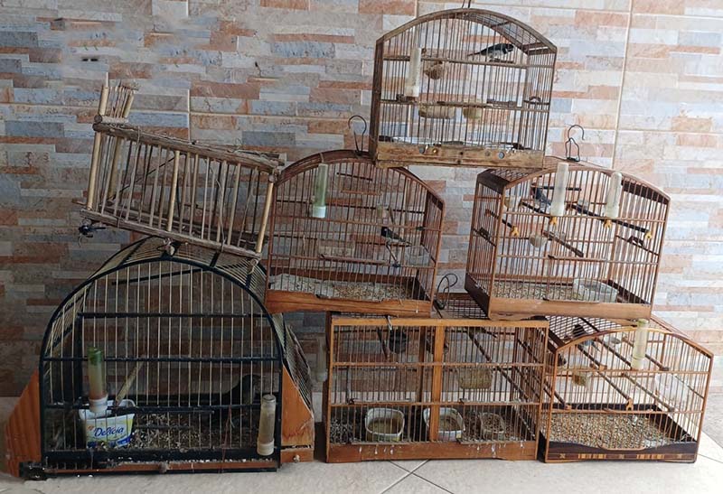 Homem é multado em R$ 11 mil por manter pássaros irregulares