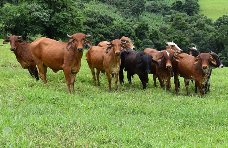 Produtores rurais devem atualizar os dados dos animais até 30/6