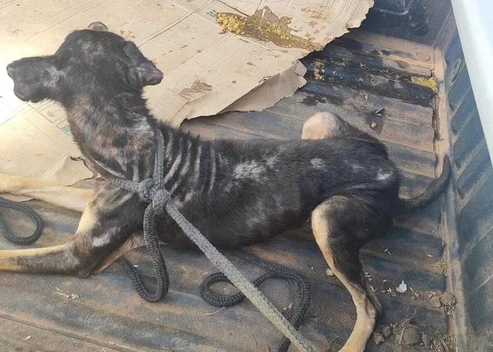 Homem é preso pela segunda vez em Viçosa, por maus tratos a animais