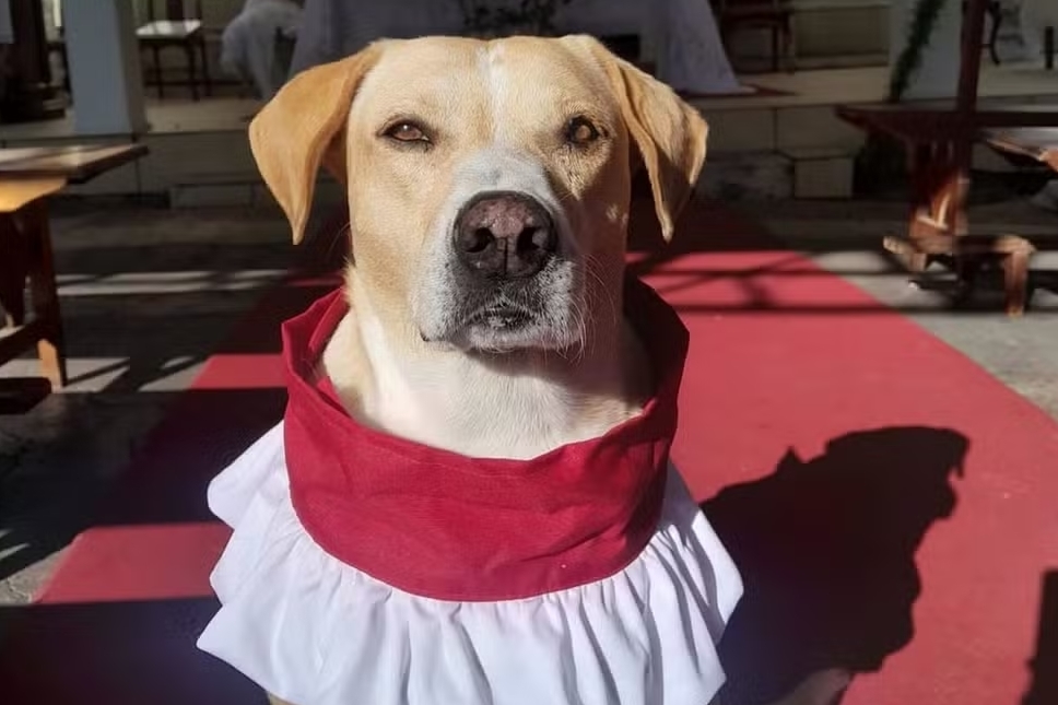 Cachorro vira celebridade e patrimônio da fé em Piraúba