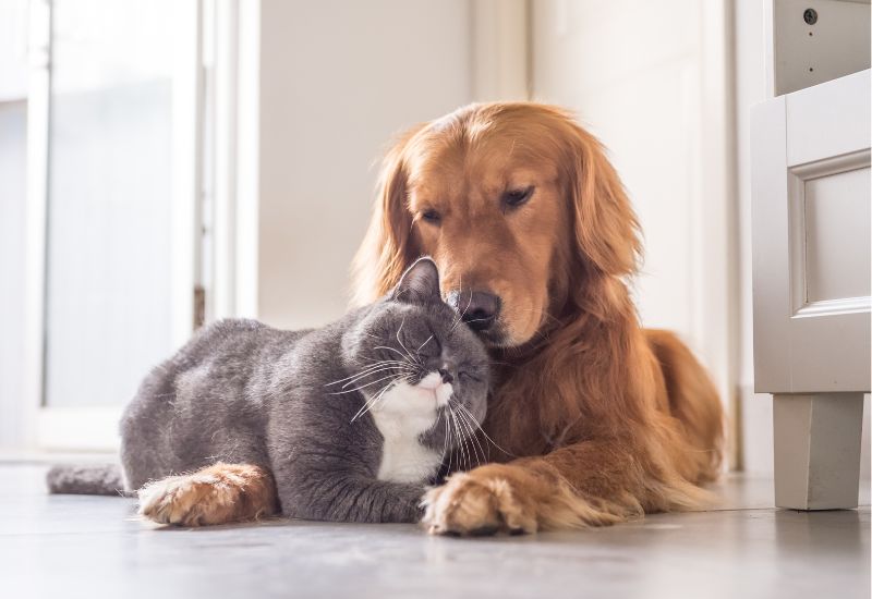 Governo de Minas vai distribuir microchips para cães e gatos
