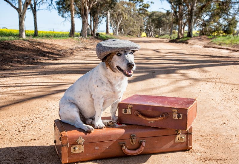Minas regulamenta transporte de cães e gatos de pequeno porte