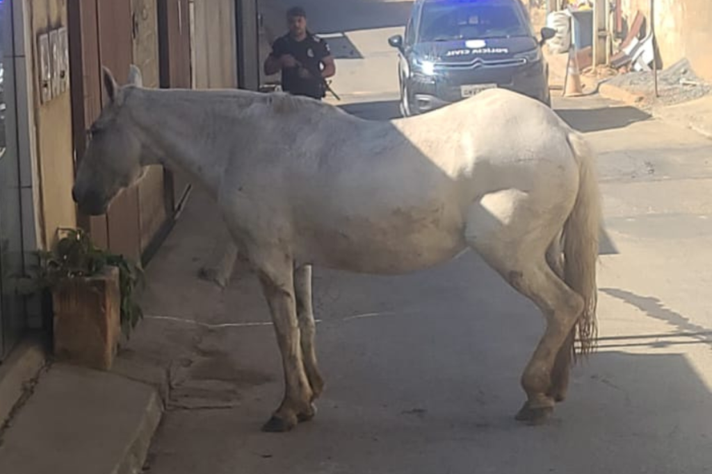Suspeito é preso por furto de animais de raça em Além Paraíba