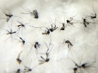 O mosquito da Dengue é uma ameaça neste verão
