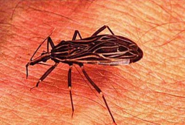 Mosquito transmissor da doença de Chagas