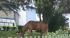 Um dos três cavalos que pastavam, tranquilamente, na Secretaria de Educação