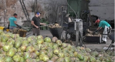 A transformação da casca em fibra é feita no Sitio do Idaic (foto ilustrativa)