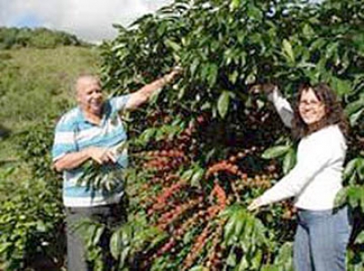 O caf&eacute; Conilon j&aacute; vem sendo cultivado em regime de testes na fazenda experimental da Epamig, em Leopoldina