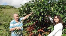 O café Conilon já vem sendo cultivado em regime de testes na fazenda experimental da Epamig, em Leopoldina