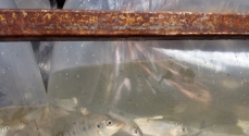 Peixes Curimatá, como os da foto, nativos da região, serão soltos no rio