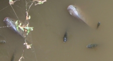 Parte dos peixes agonizam em um remanso no ribeirão Meia Pataca.