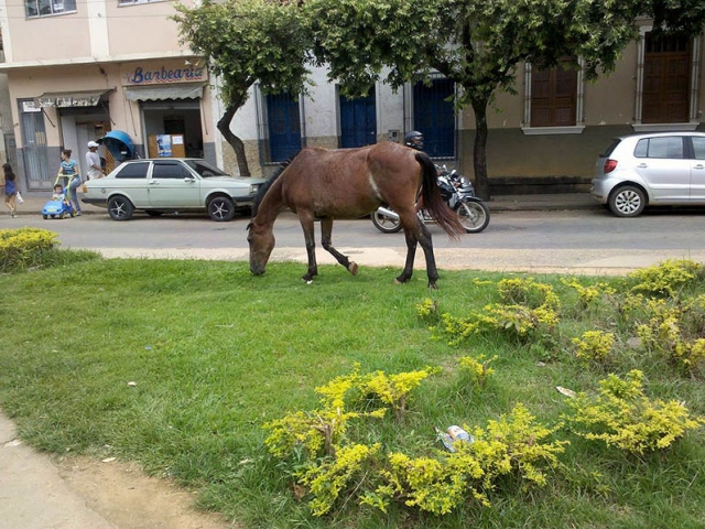 Cavalo – Marcelo Lopes de Lopes