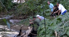 Seis homens participaram do resgate da vaca no Meia Pataca