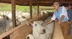 Pelo menos 24,15 milhões de animais serão vacinados em Minas Gerais