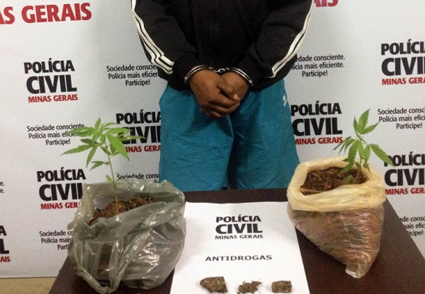 Os dois pés de maconha apreendidos: Polícia suspeita da existência de uma grande plantação da erva