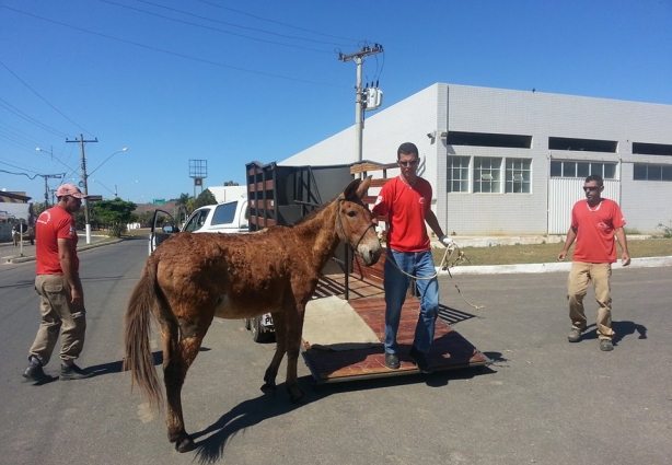 Equipe da Defesa Civil se prepara para recolher mais um cavalo solto na rua