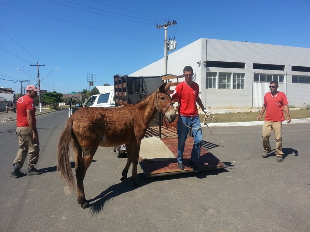 Equipe da Defesa Civil se prepara para recolher mais um cavalo solto na rua