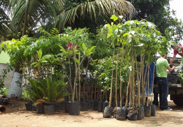 As cerca de 400 mudas de árvores que serão plantadas já chegaram em Recreio