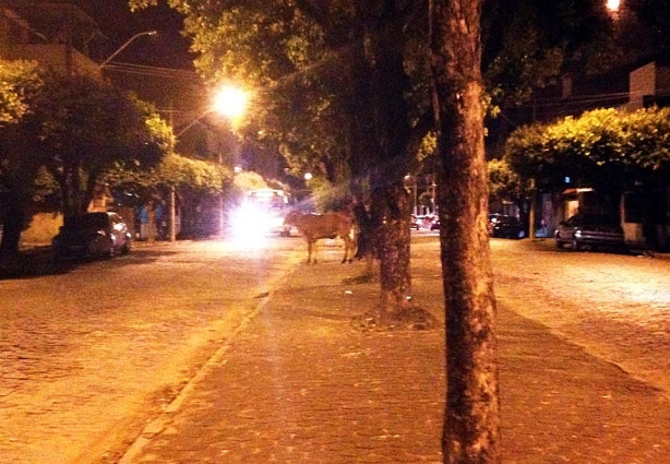 A vaca apareceu na avenida Guido Marlière pouco depois das 20 horas