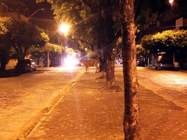 A vaca apareceu na avenida Guido Marli&egrave;re pouco depois das 20 horas