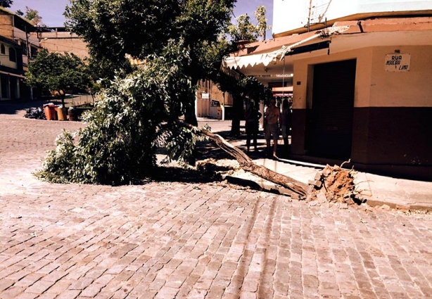 O motorista da carreta não se incomodou por arrancar a árvore, disseram moradores