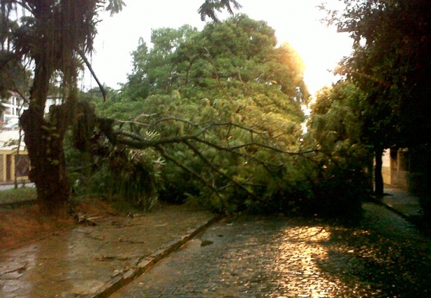 A queda de uma árvore interrompeu o trânsito em uma pista da avenida Humberto Mauro