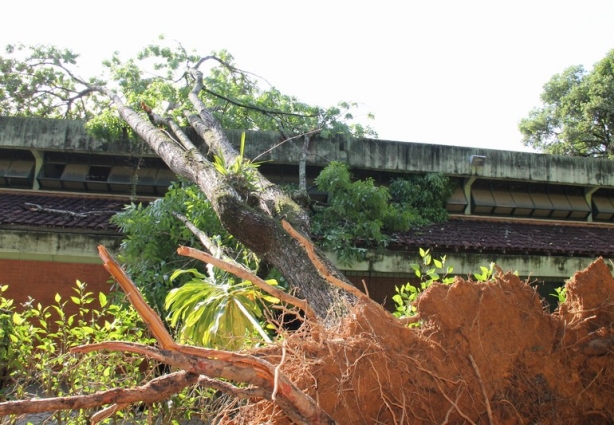 Árvore caiu sobre o refeitório e cantina da Escola Marieta Soares Teixeira