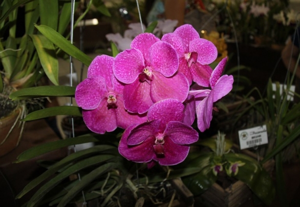 Orquídeas de todas as cores esbanjam beleza na exposição que acontece em Cataguases