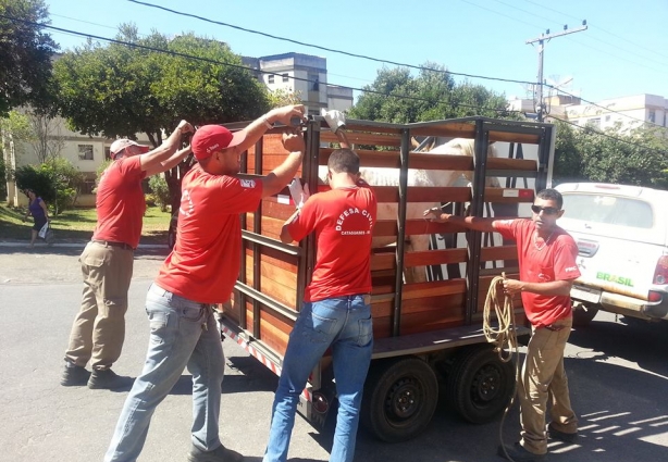 Os animais estão sendo apreendidos pela equipe da Defesa Civil e levados para o curral no Idaic.