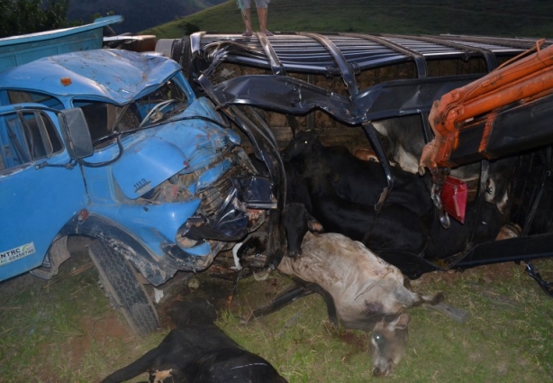 Vários animais não resistiram ao acidente e morreram no local. Outros saíram ilesos