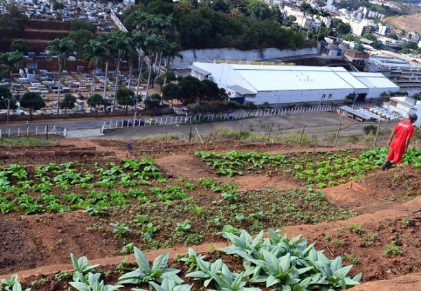 Esta foi a primeira colheira da horta após o restabelecimento do convênio com a companhia Industrial Cataguases, dona do terreno