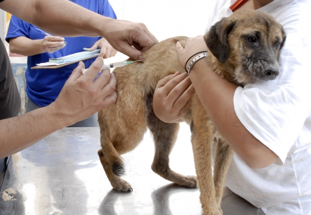 A previsão desta campanha é vacinar 11.249 animais, sendo 9.951 cães e 1.298 gatos