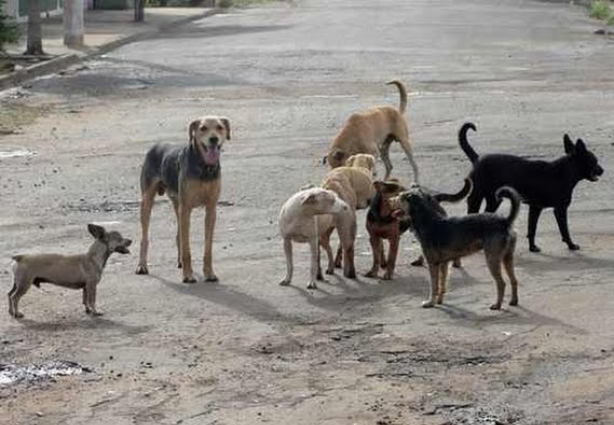 A prefeitura de Ubá quer castrar os animais que vivem nas ruas para evitar propagação de doenças e outros males