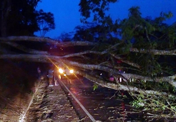Durante duas horas a estrada ficou com o trânsito totalmente paralisado por causa da árvore caída sobre a pista