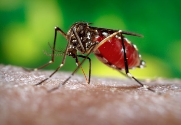 A região de Cataguases já pode ter registrado o primeiro caso de Zica Vírus