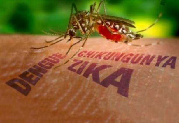 O brasileiro vai conviver com três doenças sérias neste Verão e o combate ao mosquito é essencial para livrar-se delas