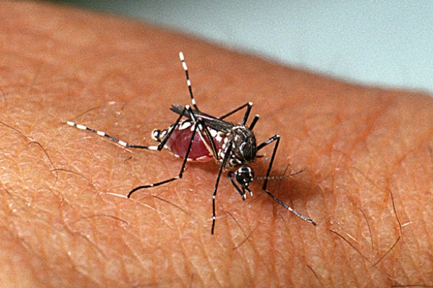 Mais de 700 casos foram registrados provocados pela picada do mosquito Aedes Aegypti