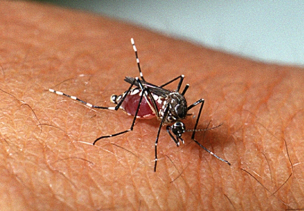 Mais de 700 casos foram registrados provocados pela picada do mosquito Aedes Aegypti