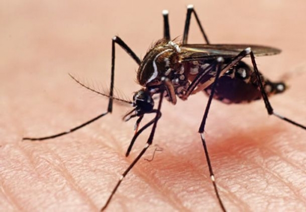 Energisa vai repassar informações sobre possíveis focos do mosquito transmissor da dengue